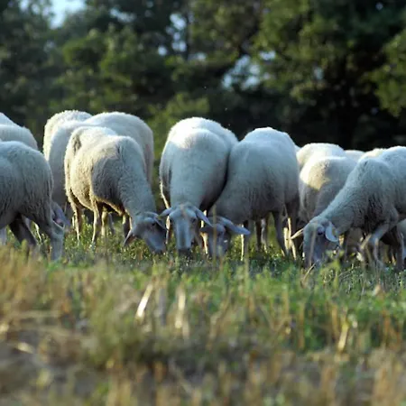 Feriehus In With Pool & Terrace Apecchio